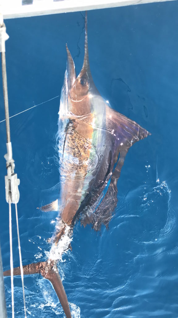 8'2" Sailfish